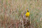 Eastern Meadowlark